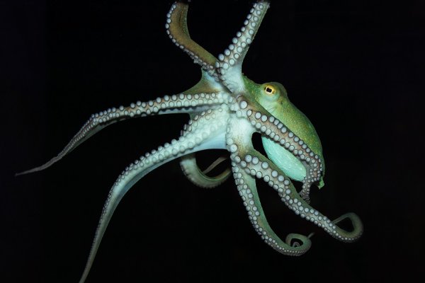 Кракен ссылка тор kraken014 com